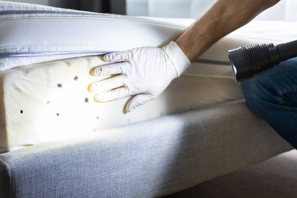 Best Local Pest Control Services  in Avenue B And C, AZ