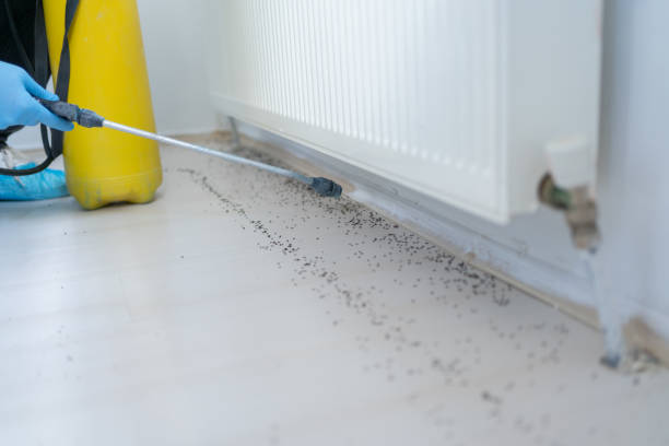 Best Wasp Removal Services  in Avenue B And C, AZ